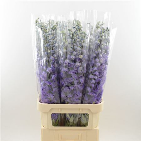 Delphinium El Dev Pur Hrt 100cm A1