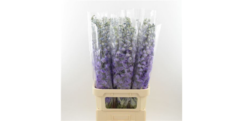 Delphinium El Dev Pur Hrt 100cm A1