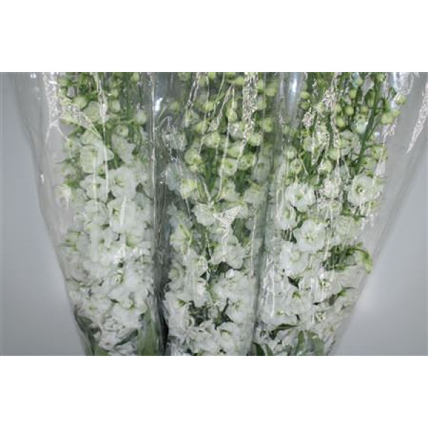 Delphinium El Snow White 120cm A1