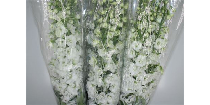 Delphinium El Snow White 120cm A1