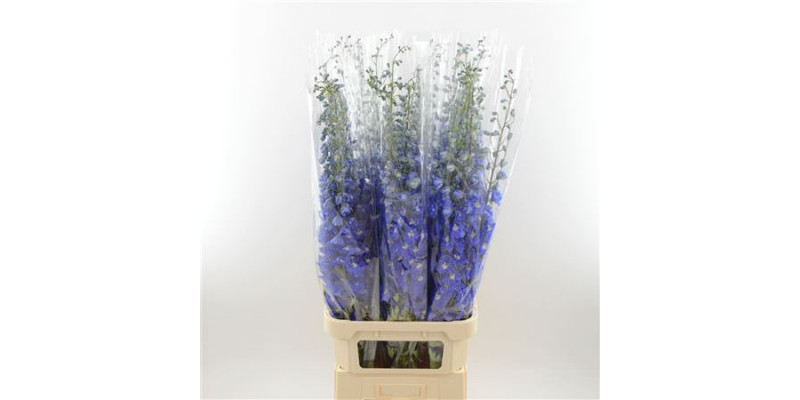 Delphinium El Dev Na Blue 120cm A1