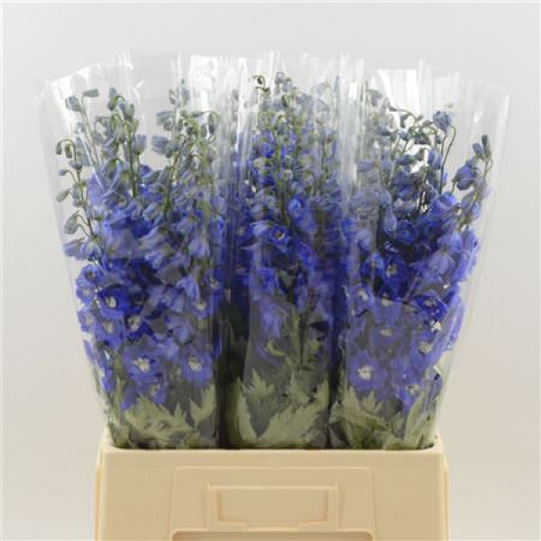 Delphinium El Dev Na Blue 60cm A1