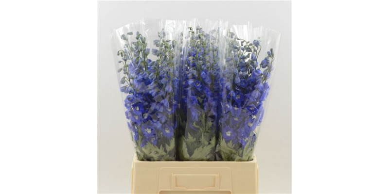 Delphinium El Dev Na Blue 60cm A1