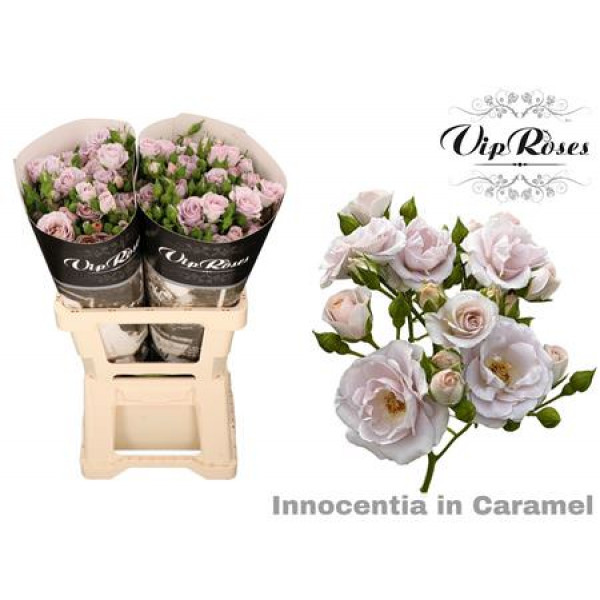 Rose Tr Vip Innocence Caramel 60cm A1