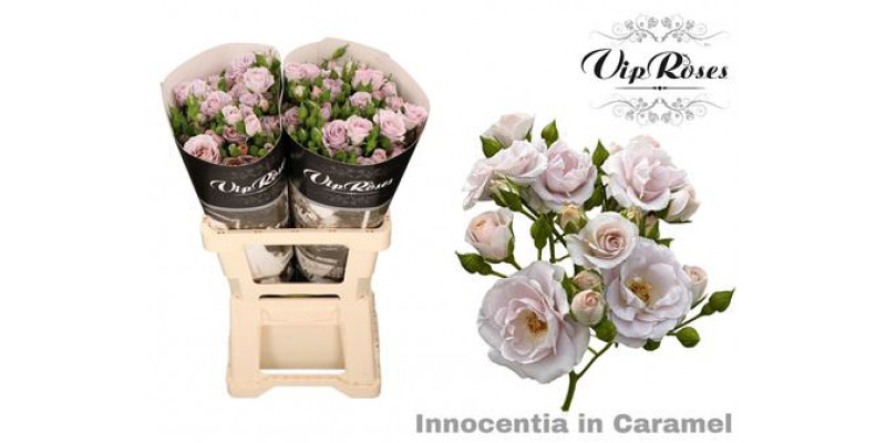 Rose Tr Vip Innocence Caramel 60cm A1