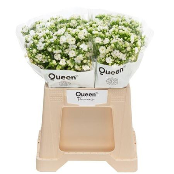 Kal Cryst Whi Meadow 40 cm A1