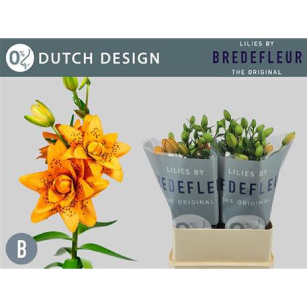 Lillys La Dutch Design 3+ 70 cm A1