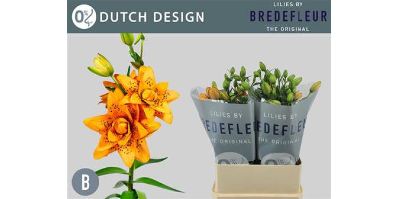 Lillys La Dutch Design 3+ 70 cm A1