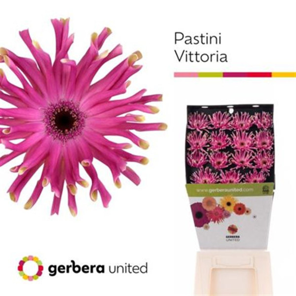 Ge Kv Pastini Vittoria 50 cm A1