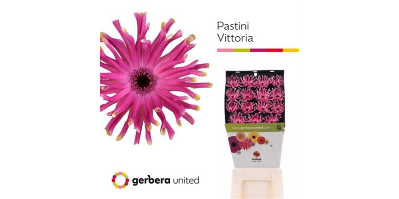 Ge Kv Pastini Vittoria 50 cm A1
