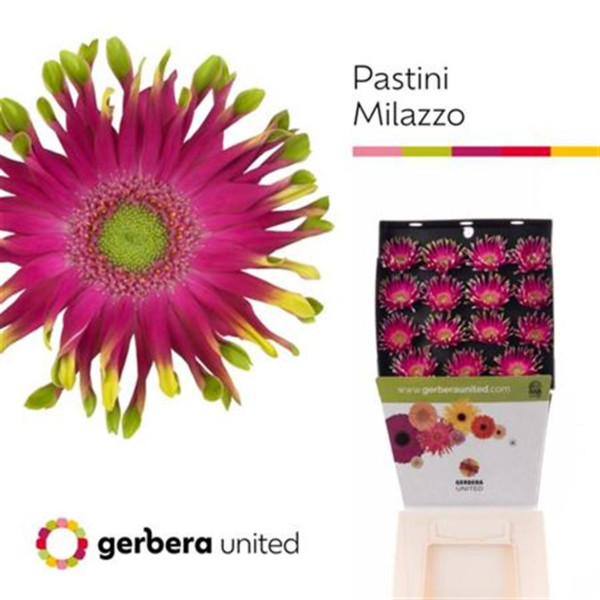 Ge Kv Pastini Milazzo 50 cm A1