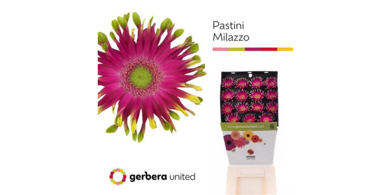 Ge Kv Pastini Milazzo 50 cm A1