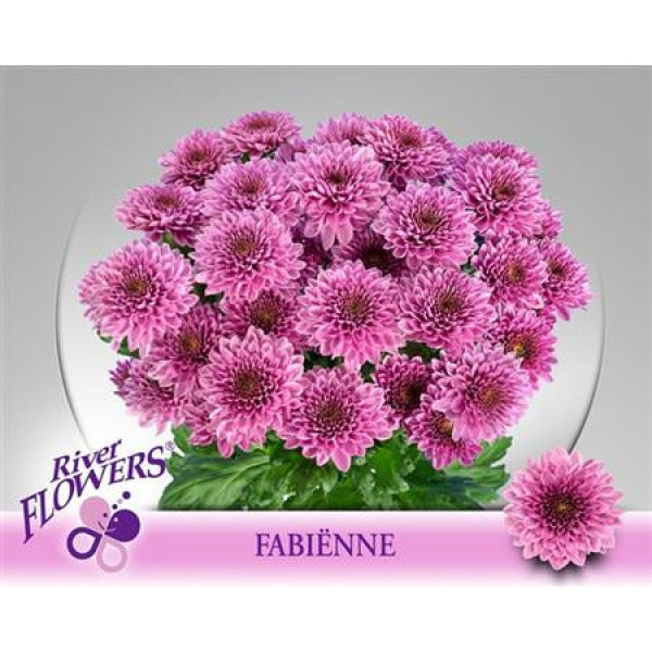 Chrysanthemums T Fabienne 70cm A1