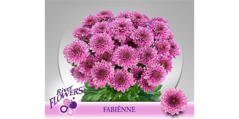 Chrysanthemums T Fabienne 70cm A1