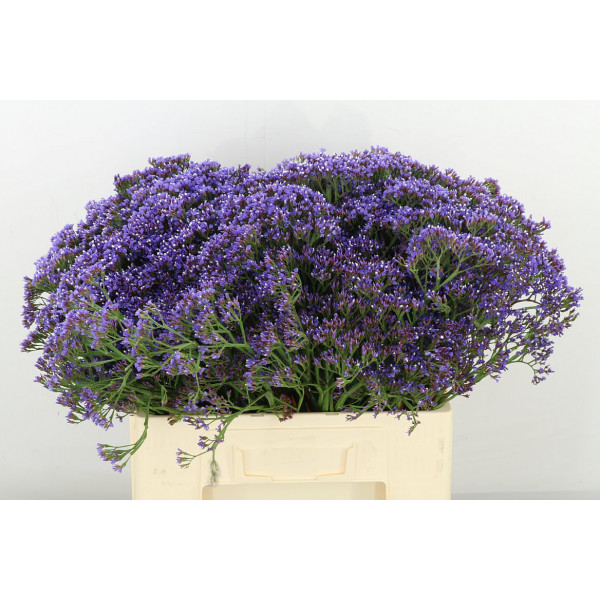 Limonium Pe Enchante 60 A1Purple