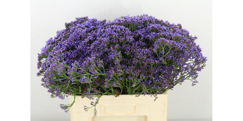 Limonium Pe Enchante 60 A1Purple