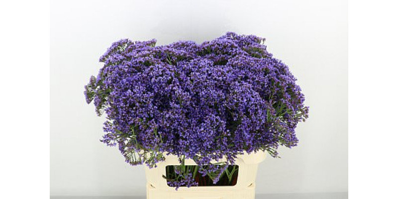 Limonium Pe Enchante 80cm A1