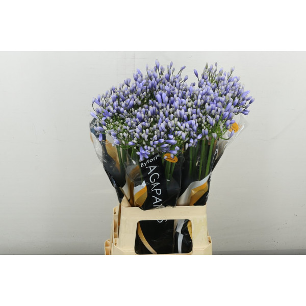 Agap Eyfori Ligh Blu 70 cm A1