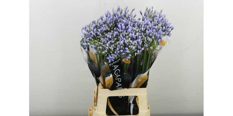 Agap Eyfori Ligh Blu 70 cm A1