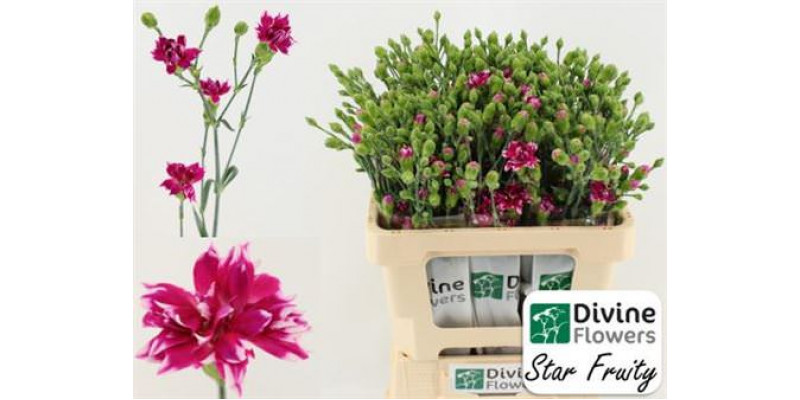 Dianthus S Star Fruity Tessino 60cm 0