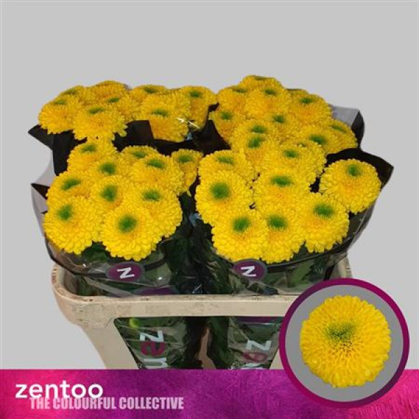 Chrysanthemums G Brasiliana 70cm A1