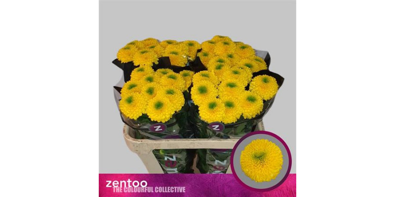 Chrysanthemums G Brasiliana 70cm A1