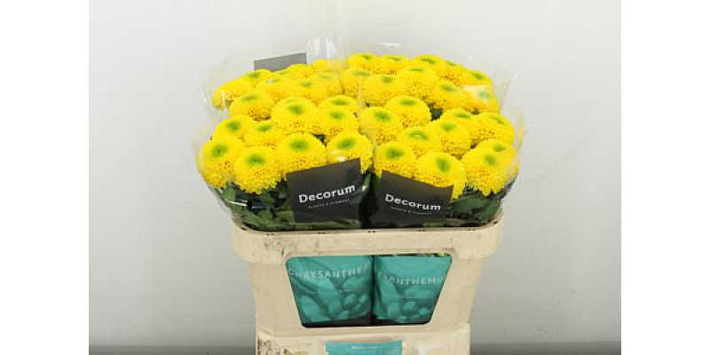 Chrysanthemums G Brasiliana 70 cm A1