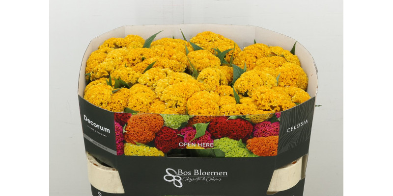 Celosia C Reprise Gold 72 cm A1