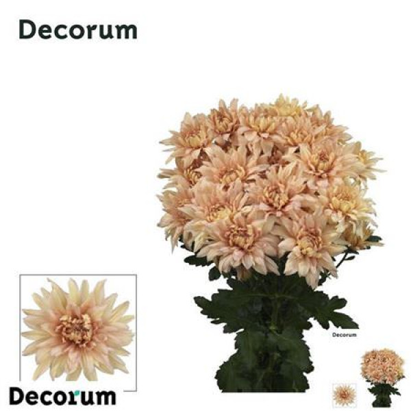 Chrysanthemums T Kalimba Salmon 70cm A1 Col-Peach