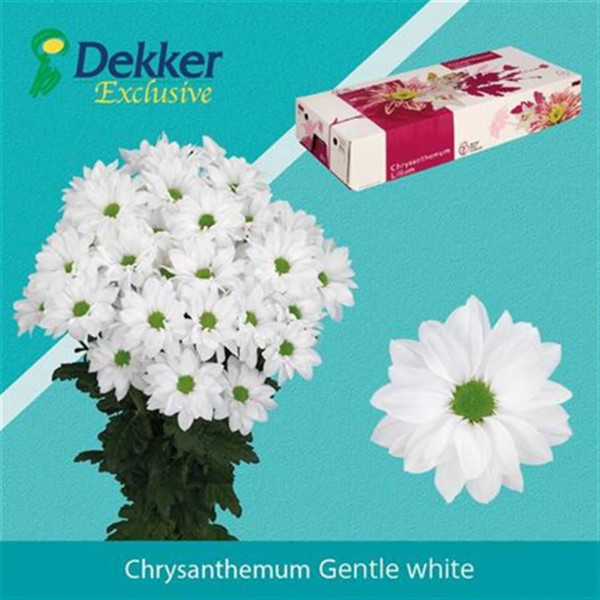 Chrysanthemums T Gentle White 70cm A1 Col-Yellow