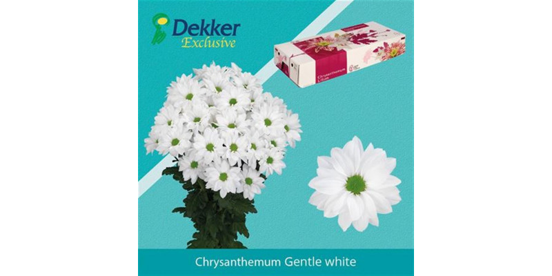 Chrysanthemums T Gentle White 70cm A1 Col-Yellow