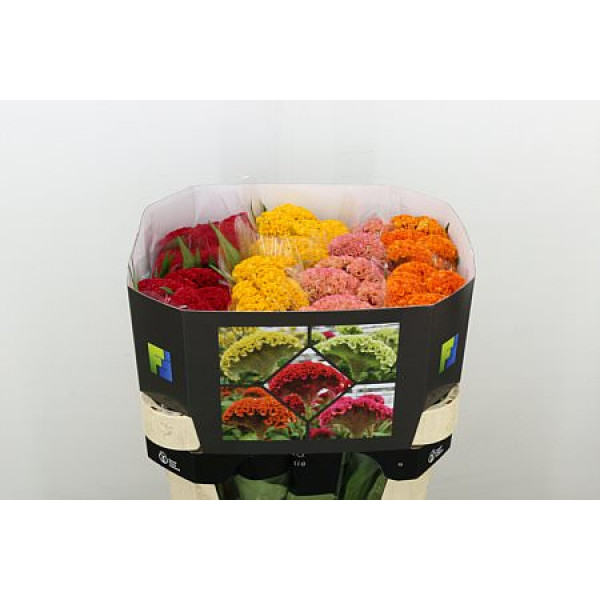 Celosia C Repris Gem Fst 75cm A1