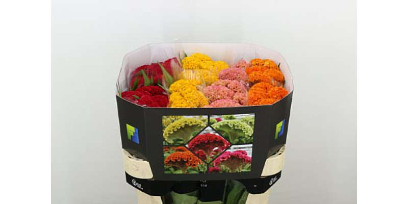 Celosia C Repris Gem Fst 75cm A1