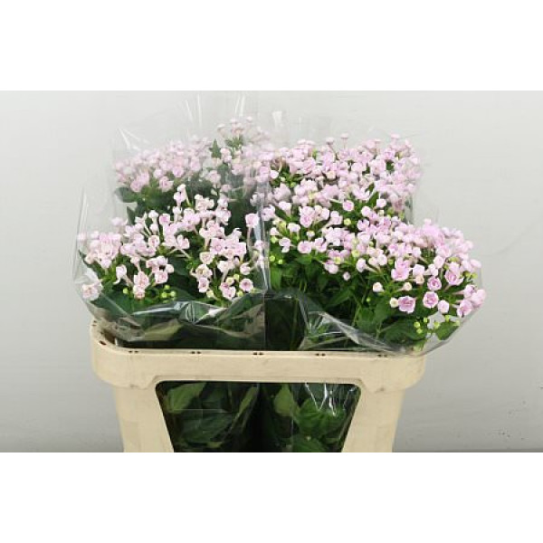 Bouvardia Du Princie Imp 70 cm A1
