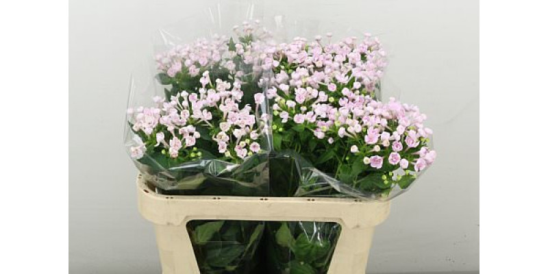 Bouvardia Du Princie Imp 70 cm A1