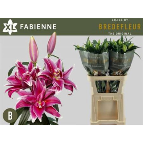 Lillys Or Du Fabienne 85cm A1