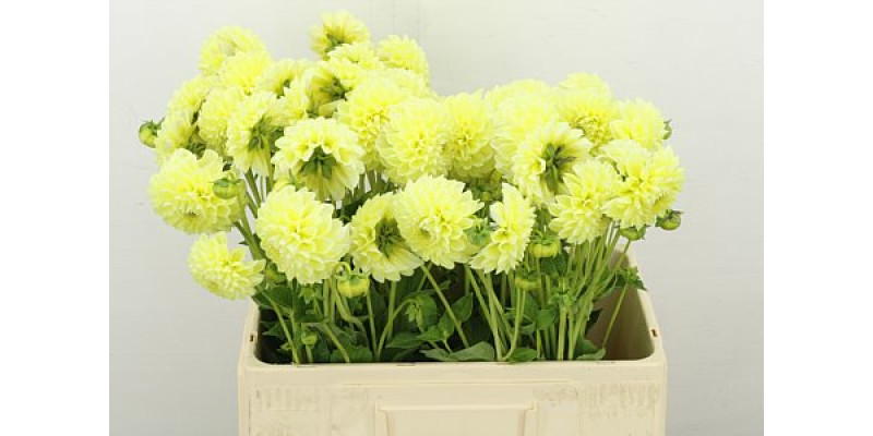 Dahlia Banana Baby 55cm A1