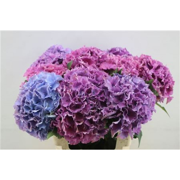 Hydrangea M Royal Salute 60cm 60cm A1