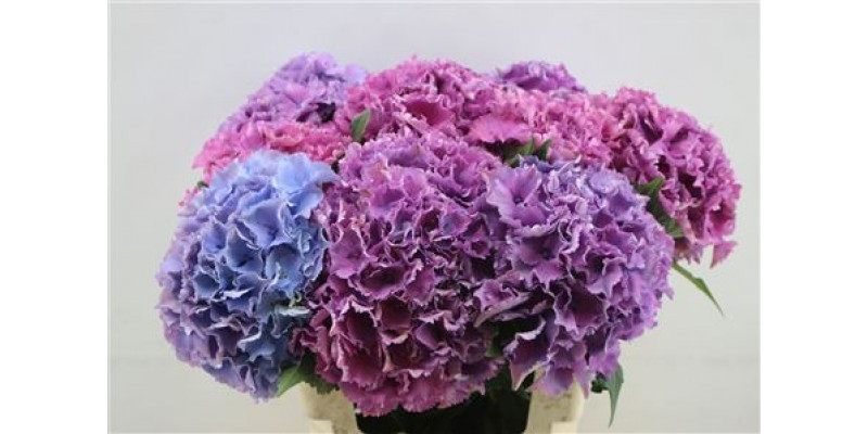 Hydrangea M Royal Salute 60cm 60cm A1