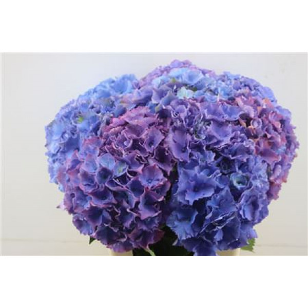 Hydrangea M Royal Salute 60-22 60cm A1