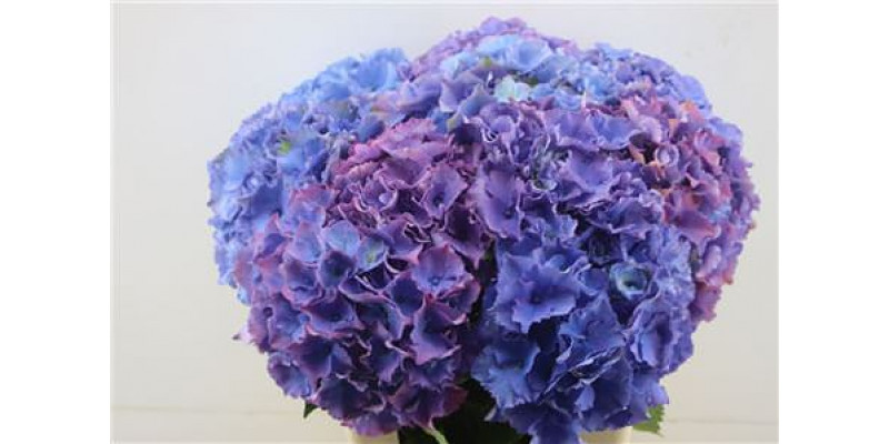 Hydrangea M Royal Salute 60-22 60cm A1