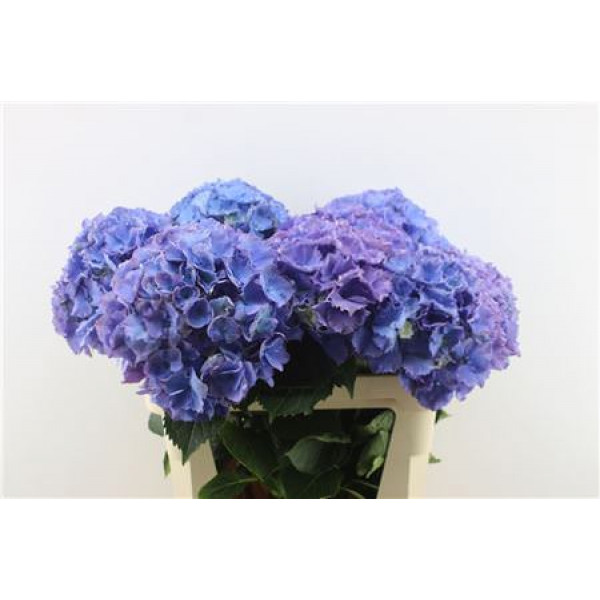 Hydrangea M Royal Salute 80-25 80cm A1