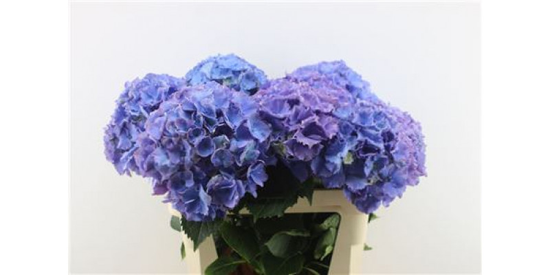 Hydrangea M Royal Salute 80-25 80cm A1