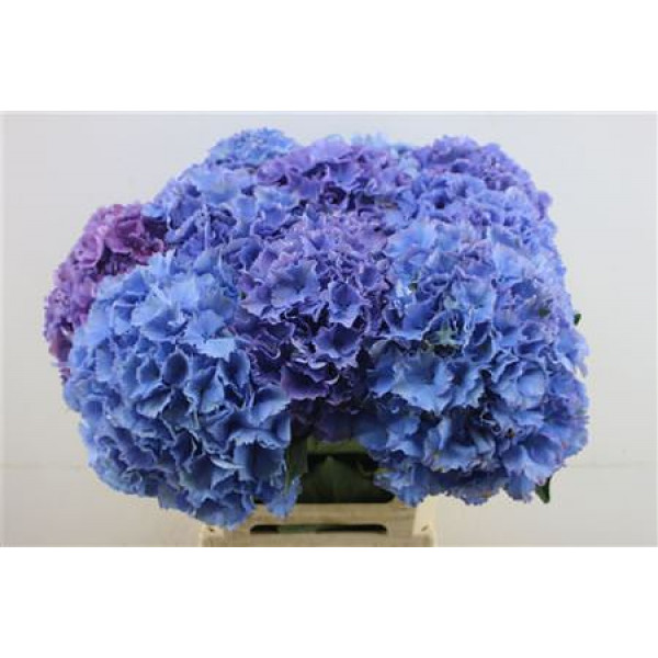 Hydrangea M Roy Salute 60-22 60cm A1