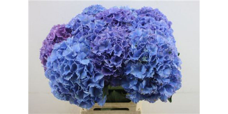 Hydrangea M Roy Salute 60-22 60cm A1