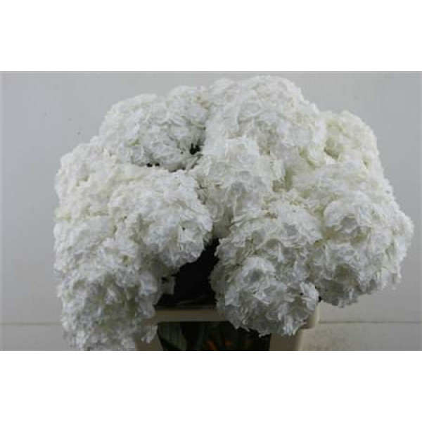 Hydrangea M Royal Highnes 60-20 60 cm A1