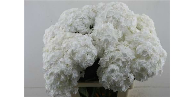 Hydrangea M Royal Highnes 60-20 60 cm A1