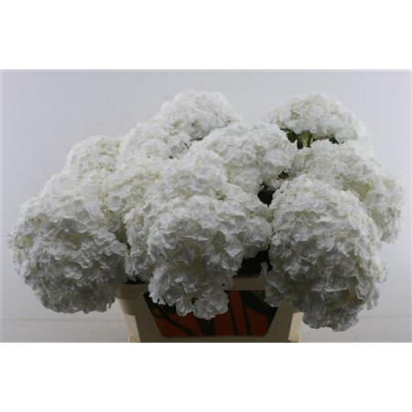Hydrangea M Royal Highnes 80-22 80 cm A1