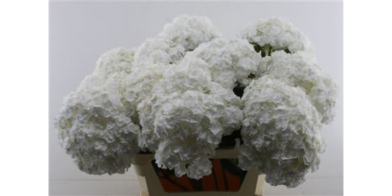 Hydrangea M Royal Highnes 80-22 80 cm A1