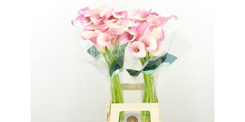 Zanthedeschias (Calla Lilly) Blushing Lady 80cm A1